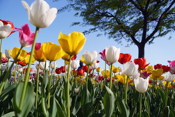 field of tulips