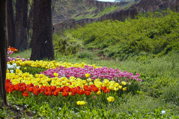 field of flowers