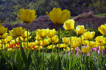 yellow and red tulips