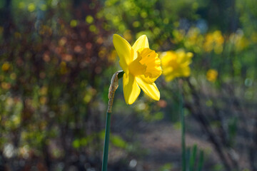 daffodils in spring