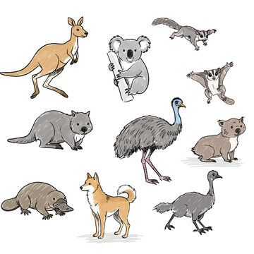 Australian wildlife collection with kangaroo koala emu wombat dingo and platypus vector illustration 