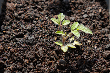 Close-Up of Tomato Seedling in Pot with Soil – Natural Light