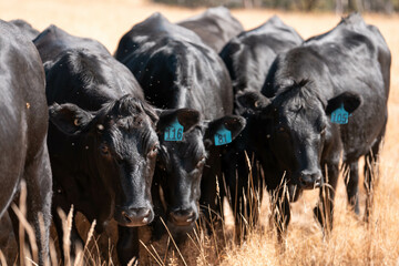 Stud beef cows in a field on a farm in England. English cattle in a meadow grazing on pasture in...