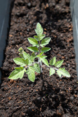 Close-Up of Tomato Seedling in Pot with Soil – Natural Light