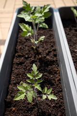 Plastic Pot with Tomato Seedling in Soil – Natural Light and Garden Background