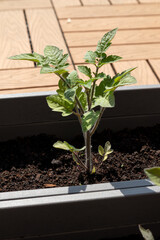 Macro View of Tomato Seedling in Pot with Soil – Home Gardening Close-Up

