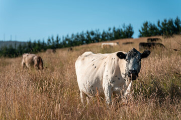 Stud beef cows in a field on a farm in England. English cattle in a meadow grazing on pasture in springtime. Green grass growing in a paddock on a sustainable agricultural ranch.