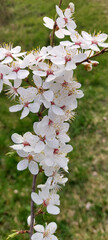Vertical blooming twig with soft white petals against grassy background