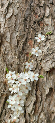 Cherry plum blossom emerging from textured bark of old tree