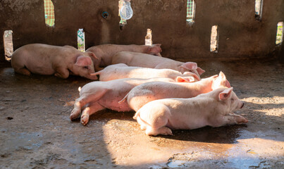 Young pigs on the farm, open farm,Traditional pig group in livestock farm meat industry.