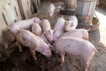 Young pigs on the farm, open farm,Traditional pig group in livestock farm meat industry.