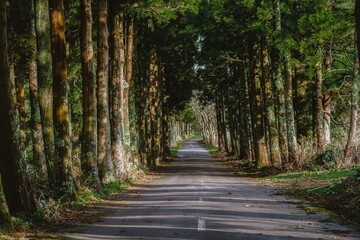Scenic Road Through a Lush Forest Tunnel in Sao Jorge, Azores. Enchanting View of an Asphalt Road Passing Under a Canopy of Tall Green Trees in Ilha de Sao Jorge