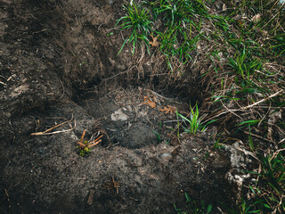 close-up of a caved in beaver hole in the ground from the previous season. on the riverbank as part of their burrowing system. a recess in the terrain near a creek close-up photography.