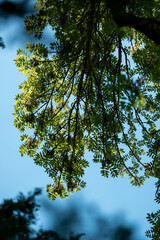 eucalyptus gum trees growing in a bush forest with other species of plants, native to Australia with the blue sky behind their leaves as they blow in the wing