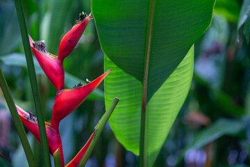 Tropical red heliconia flower