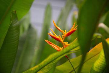 False Birds of Paradise