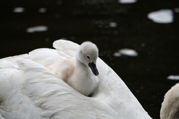 Graceful swan glides on a tranquil river with fluffy cygnets nestled safely on its back — a tender moment of nature and nurture.
