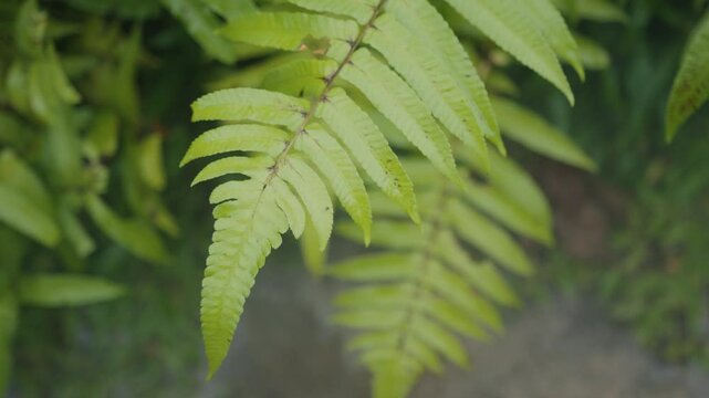 Green fern leaves gently swaying in the breeze