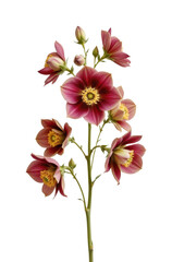 delicate cluster of hellebores in a minimalist style, using plum and light sand tones, fine outlines, spacious composition, serene design, high resolution