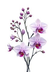 Obraz premium delicate cluster of wild orchids in a minimalist style, using soft lilac and mint gray tones, fine outlines, spacious composition, serene design, high resolution