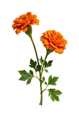 Obraz premium one marigold on a white background, in a vibrant style, with rich colors, slight shadow, warm led brilliance, high resolution