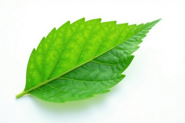 A single leaf isolated on white background with soft light effects, closeup, green, floral