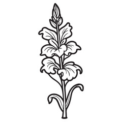 gladiolus hand drawing illustration silhouette