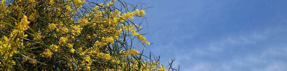Fototapeta premium Golden yellow mimosa flowers bloom densely on slender branches with elongated green leaves, vibrant natural background. Acacia branches, abundantly strewn with bright yellow spherical flowers.