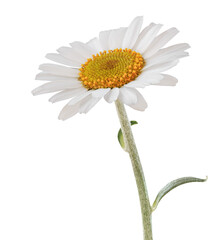 "Beautiful white Daisy in bloom" (Marguerite) isolated on white background, including clipping path.