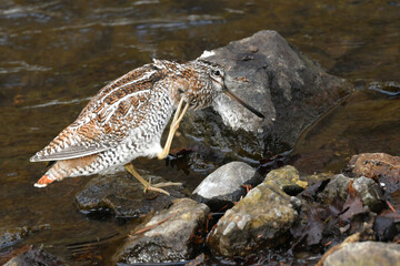 	冬に山の渓流やせせらぎで見られる忍者みたいな渡り鳥のアオシギ