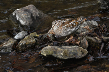 	冬に山の渓流やせせらぎで見られる忍者みたいな渡り鳥のアオシギ