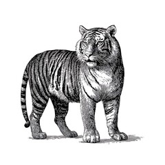 Obraz premium Tiger standing illustration on white background
