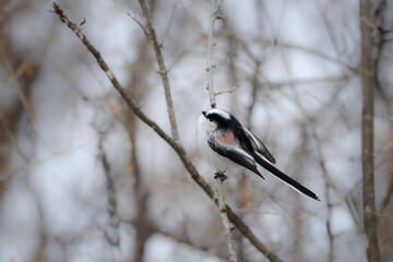 冬に公園や雑木林で見られる身近なかわいらしい小鳥、人気者のエナガ