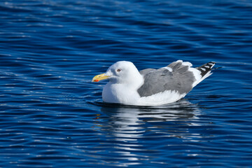 冬の北海道の青い海、青い空をバックに飛ぶ野鳥、優雅な白い美しいオオセグロカモメ
