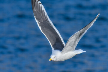 冬の北海道の青い海、青い空をバックに飛ぶ野鳥、優雅な白い美しいオオセグロカモメ
