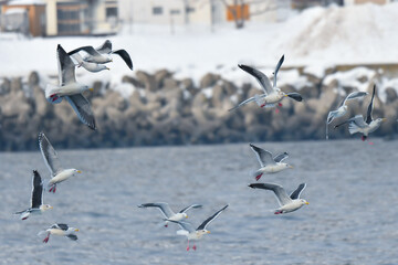 冬の北海道の青い海、青い空をバックに飛ぶ野鳥、優雅な白い美しいオオセグロカモメ