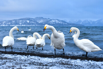 真冬に北海道や北日本の海岸や湖で出会える真っ白な美しい野鳥オオハクチョウ