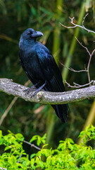 木にとまるカラス　身近な野鳥