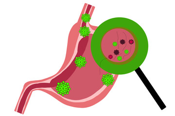 Part of stomach anatomy illustration
