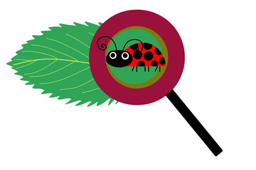 Ladybug illustration