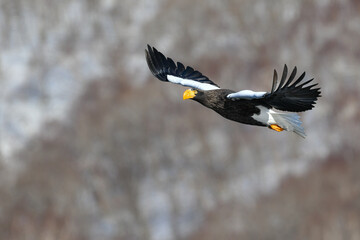 冬に知床半島や根室で見られる美しく、勇猛な空の王者、オオワシ