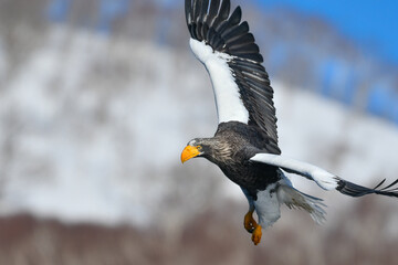 冬に知床半島や根室で見られる美しく、勇猛な空の王者、オオワシ