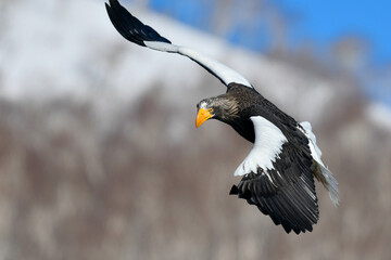 冬に知床半島や根室で見られる美しく、勇猛な空の王者、オオワシ