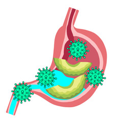 Part of stomach anatomy illustration
