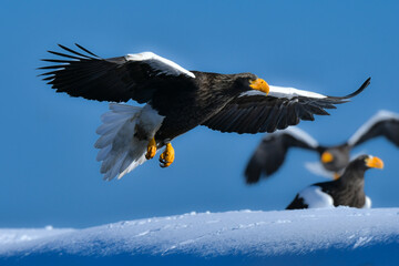 冬に知床半島や根室で見られる美しく、勇猛な空の王者、オオワシ