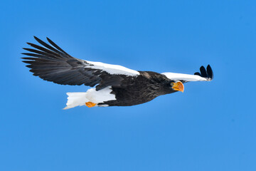 冬に知床半島や根室で見られる美しく、勇猛な空の王者、オオワシ