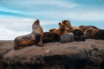 sea lion 
madryn
patagonia
argentina