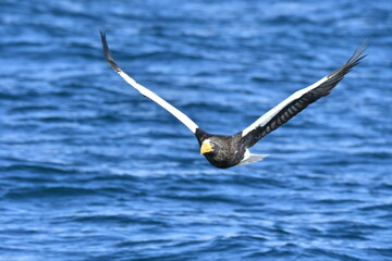 冬に知床半島や根室で見られる美しく、勇猛な空の王者、オオワシ