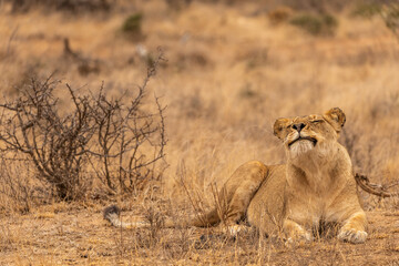 A Lioness appears to smile while lying down in the Bush in South Africa