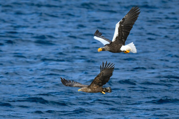 冬に知床半島や根室で見られる美しく、勇猛な空の王者、オオワシ